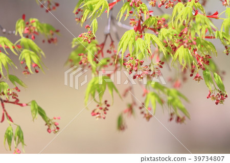 春天公園楓葉豆芽 39734807