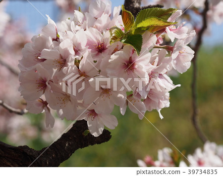 Cherry Blossoms	 39734835