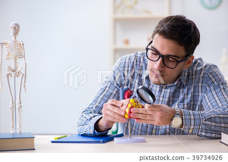 Student studying various parts of heart 39734926