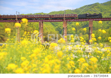 Chichibu Railway / SL Paleo Express and rape blossoms Chichibu Railway / SL Paleo Express and rape blossoms 39734944