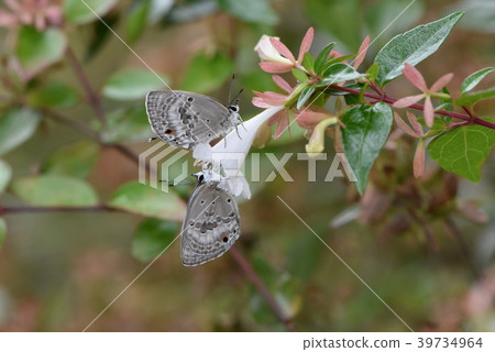 Kuromadara Sautezu Shizimi 39734964