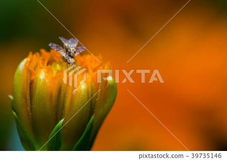 Fruit Flies mating Fruit Flies mating 39735146