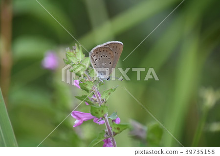 稀缺的大藍 39735158