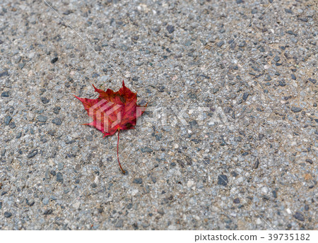 autumn red maple leaf on asphalt autumn red maple leaf on asphalt 39735182