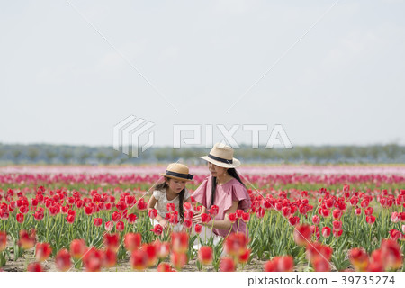 Parent and child playing in tulip field 39735274