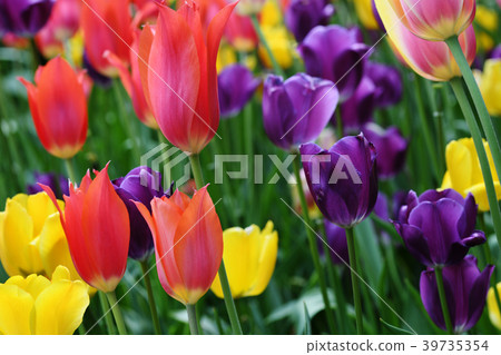 Many colorful tulips 39735354