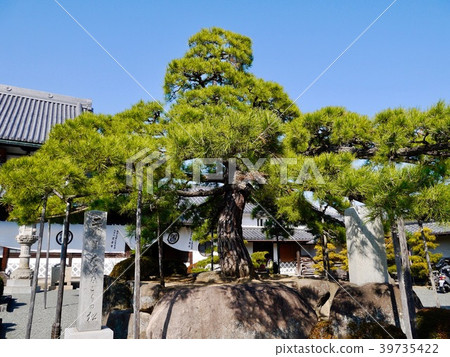 The second generation Oishi Nagoya pine 39735422