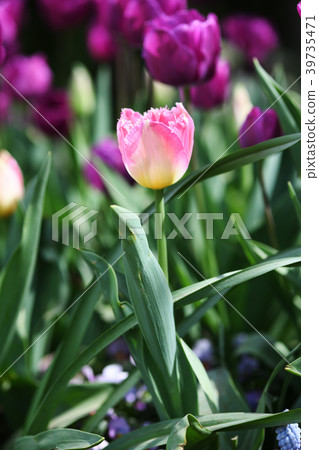 Pink, white and yellow tricolor fringe blooming tulips 39735471