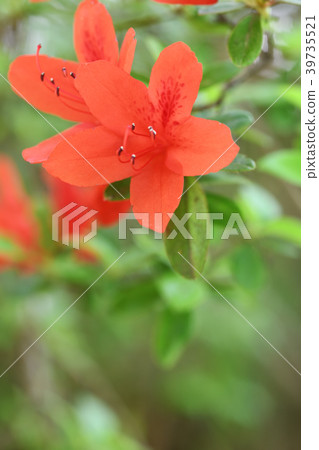 燦爛的紅色Ryukyutsutsuji 燦爛的紅色Ryukyutsutsuji 39735521