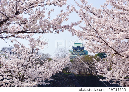 Cherry blossoms in full bloom and Osaka Castle Tower Osaka Castle Park Osaka City Osaka Prefecture Cherry blossoms in full bloom and Osaka Castle Tower Osaka Castle Park Osaka City Osaka Prefecture 39735533