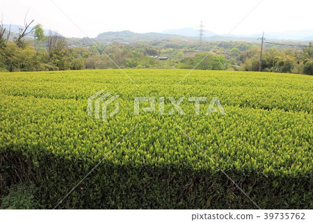 Tea plantation in hilly area Tea plantation in hilly area 39735762