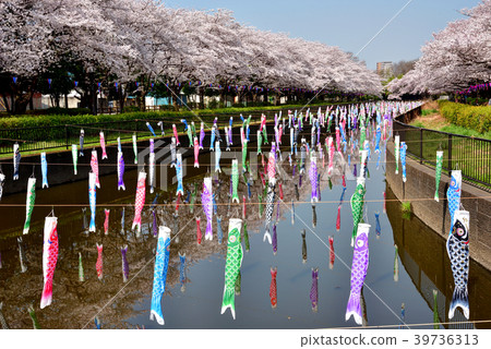 群馬縣Tatebayashi市盛開的櫻花和鯉魚飄帶 群馬縣Tatebayashi市盛開的櫻花和鯉魚飄帶 39736313