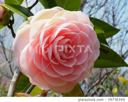 Maiden Maiden Maiden Maiden Flower Maiden Maiden Maiden Maiden Flower 39736340