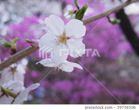 櫻花 櫻花 39736506