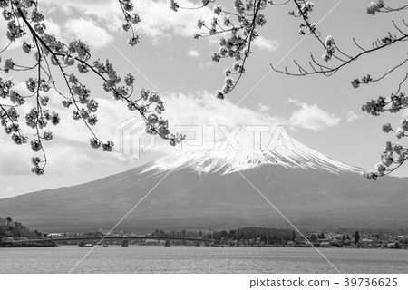 [單色]富士山和櫻川湖川口 39736625