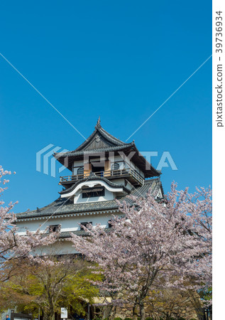Inuyama castle and cherry blossoms Inuyama castle and cherry blossoms 39736934