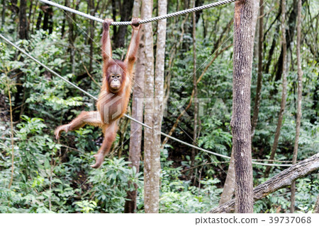 Wild child orang utan Wild child orang utan 39737068