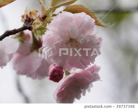 Yae Sakura Yae Sakura Flower Shiogamazakura Yae Sakura Yae Sakura Flower Shiogamazakura 39737398