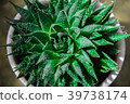 Foliage plant  39738174