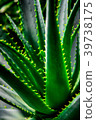 Foliage plant  39738175