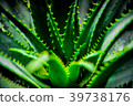 Foliage plant  39738176