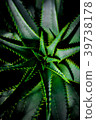Foliage plant  39738178