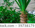 Foliage plant  39738179