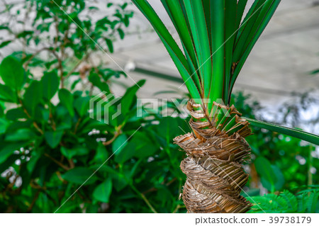 Foliage plant Foliage plant 39738179