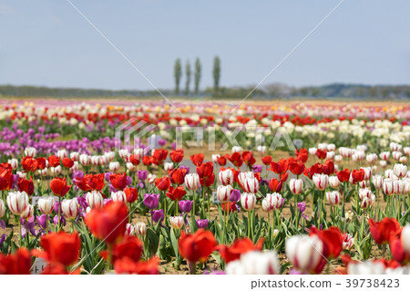 Tulip field Tulip field 39738423