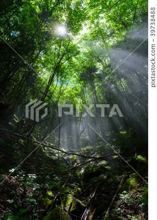 Sunlight through the trees 39738488