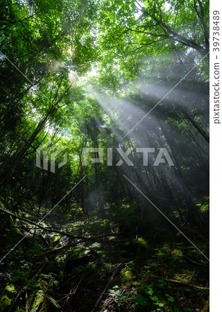 陽光穿過樹林 39738489