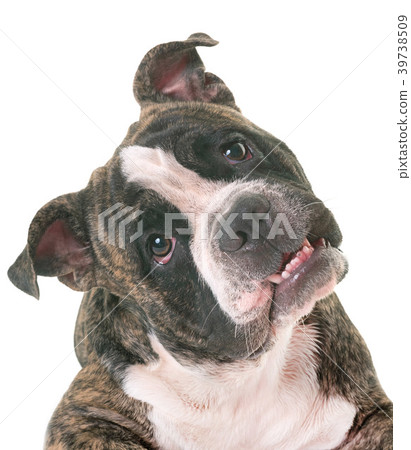 american bully in studio american bully in studio 39738509