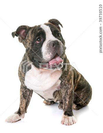 american bully in studio american bully in studio 39738510