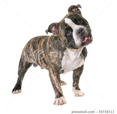 american bully in studio american bully in studio 39738511