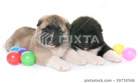 puppies american akita 39738566