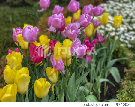 Tulip Tulip 39740083