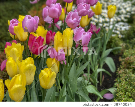 Tulip Tulip 39740084