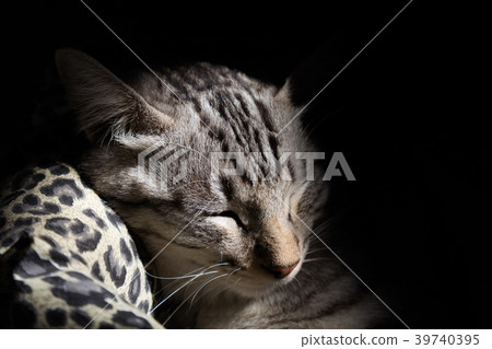 cat sleeping in the cat bed 39740395