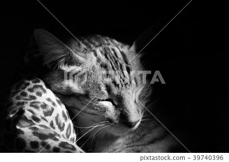 cat sleeping in the cat bed, black and white photo 39740396