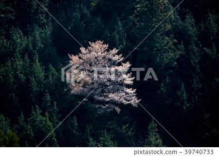 Cherry Blossoms Cherry Blossoms 39740733