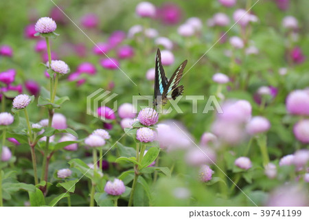 花田和豌豆花 花田和豌豆花 39741199