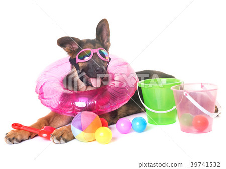 puppy german shepherd in summer puppy german shepherd in summer 39741532