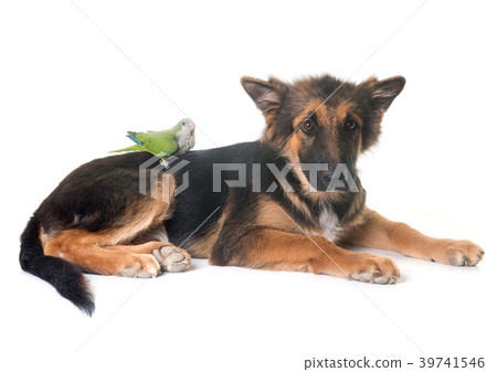 puppy german shepherd and parakeet 39741546