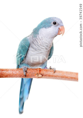 Monk parakeet in studio 39741549