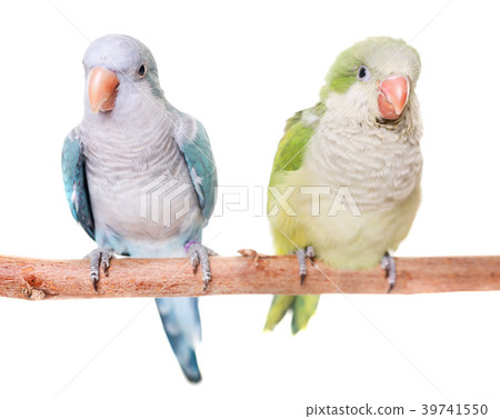 Monk parakeet in studio 39741550