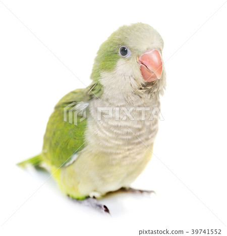 Monk parakeet in studio Monk parakeet in studio 39741552
