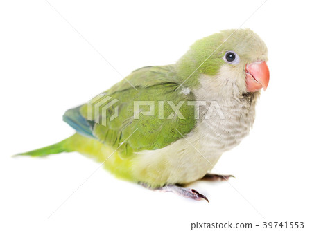 Monk parakeet in studio 39741553