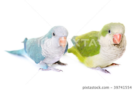 Monk parakeet in studio 39741554
