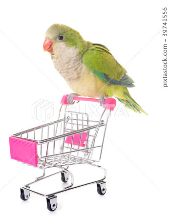 Monk parakeet in studio 39741556