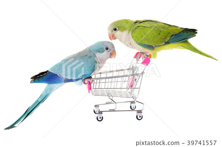 Monk parakeet in studio 39741557